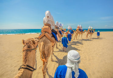 Baja Safari: Beach Camel Ride, Nature Walk, Mexican Buffet Lunch & Tequila Tasting image 7