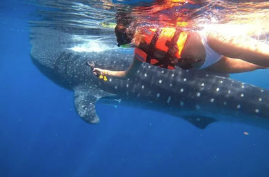 Bucket List Experience: Swim with Whale Sharks in Isla Mujeres image