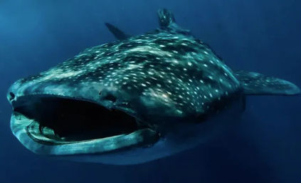 Bucket List Experience: Swim with Whale Sharks in Isla Mujeres image 3