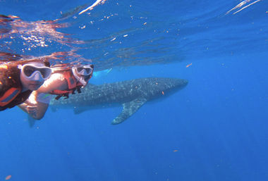 Bucket List Experience: Swim with Whale Sharks in Isla Mujeres image 5