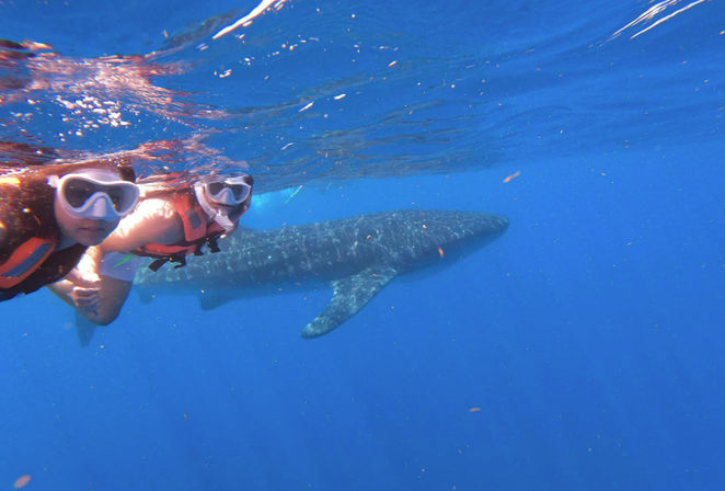 Bucket List Experience: Swim with Whale Sharks in Isla Mujeres image 5