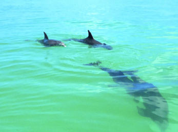 Snorkeling on Luxury SUV of the Seas: The SeaEO III image 15