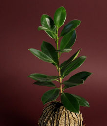 Moss & Mingle: Ficus Kokedama Workshop image 4