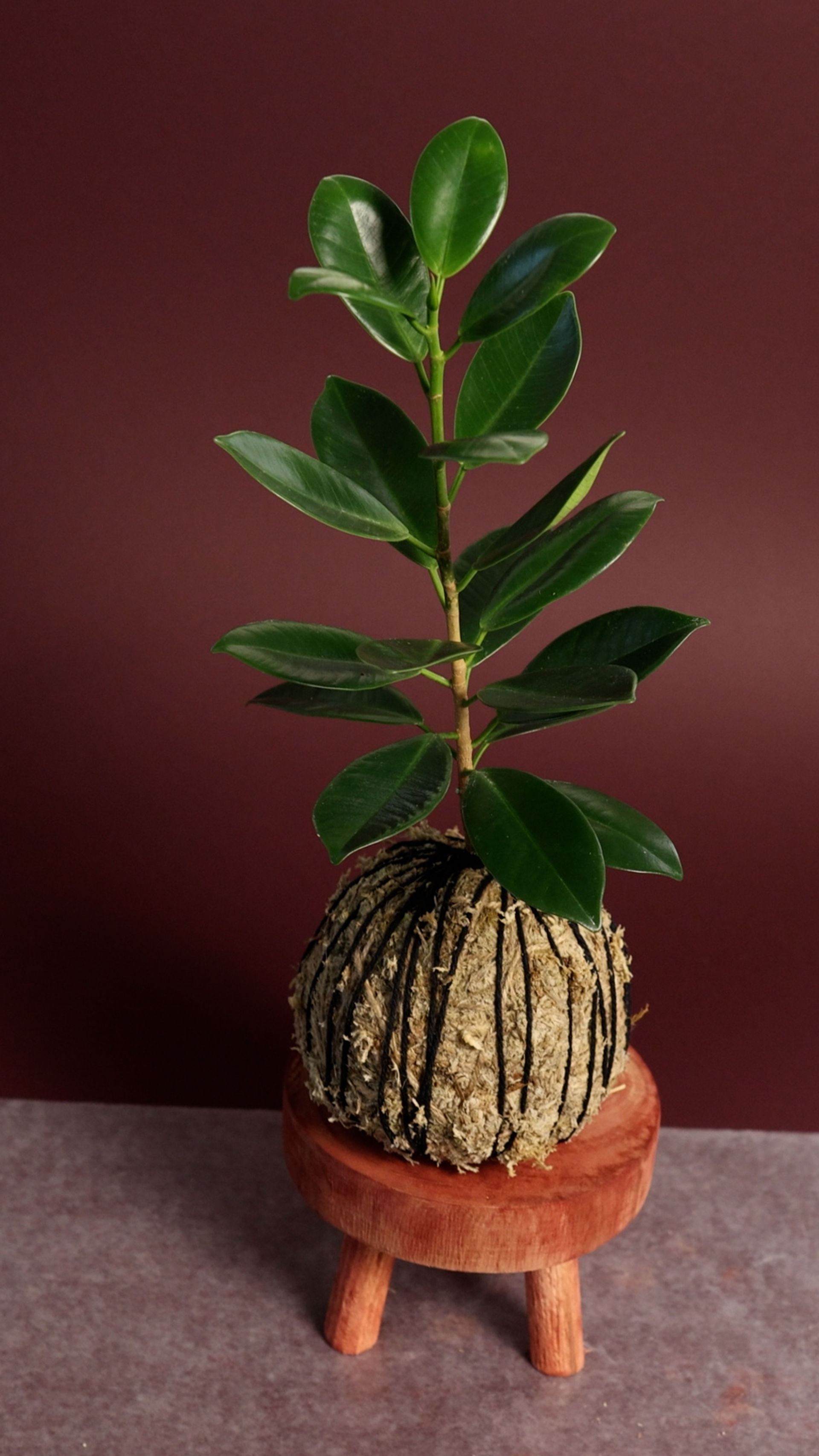 Moss & Mingle: Ficus Kokedama Workshop image 1