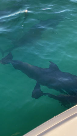 Luxury Yacht Cruise Party To Crab Island - Full Day (Up To 12 People) image 14