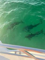 Luxury Yacht Cruise Party To Crab Island - Full Day (Up To 12 People) image 15