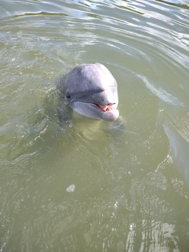 Boat Cruise Trip To Secluded Island Beach with Dolphin and Wildlife Spotting (BYOB) image 5