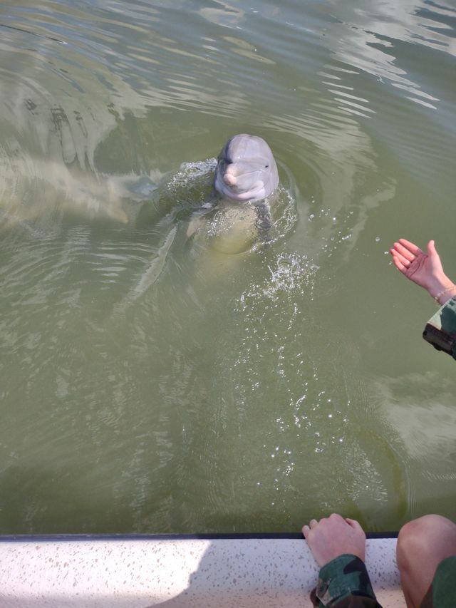 Boat Cruise Trip To Secluded Island Beach with Dolphin and Wildlife Spotting (BYOB) image 4