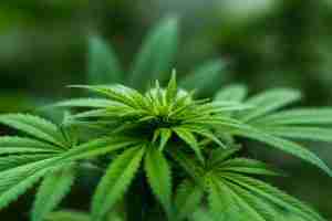 Greenhouse Marijuana Misting Delivery Systems