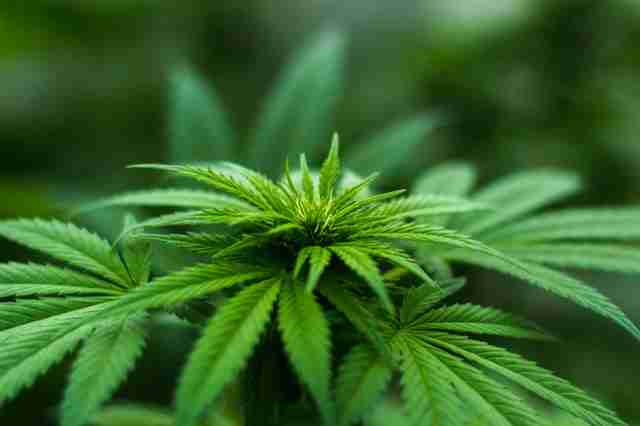 Greenhouse Marijuana Misting Delivery Systems