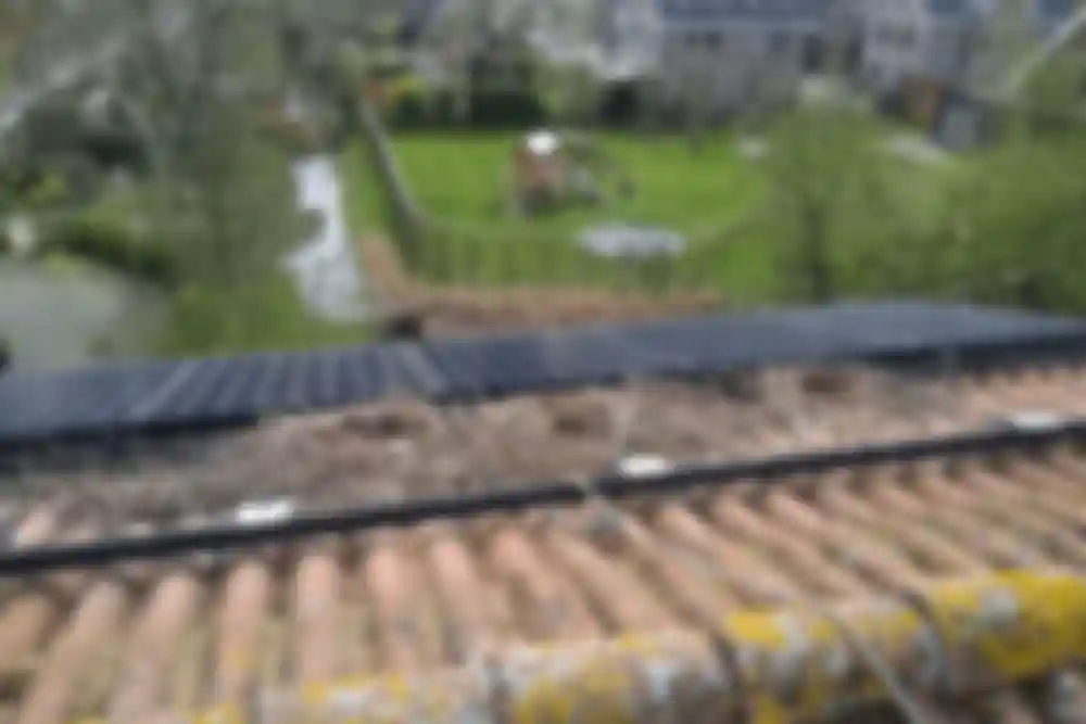 Nest-on-roof.png