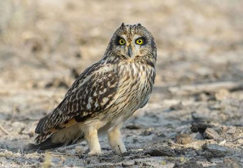 Short eared Owl