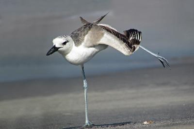 Crab plover
