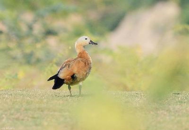 Ruddy Shelduck