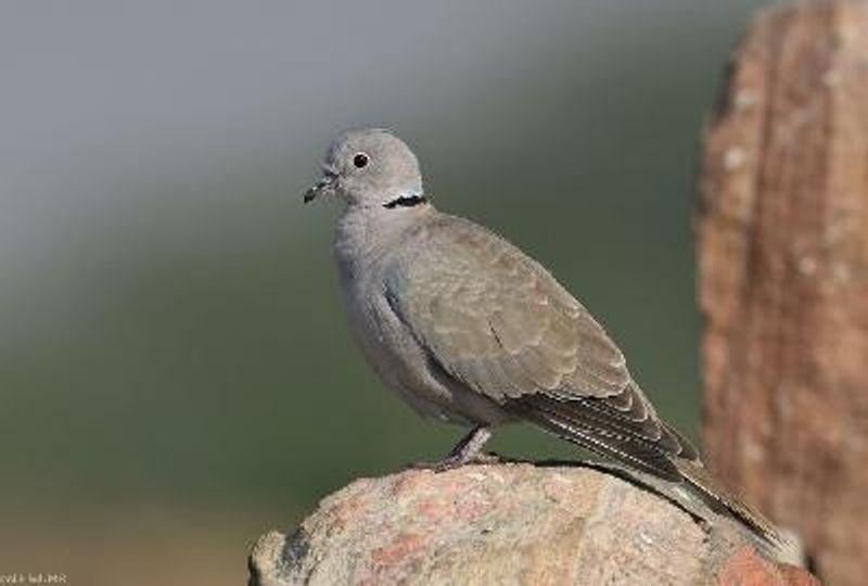 Eurasian Collared Dove