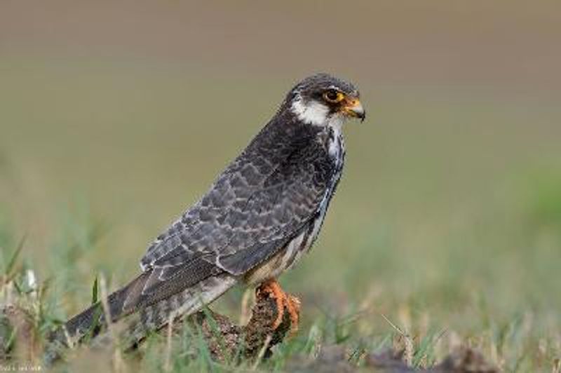 Amur Falcon