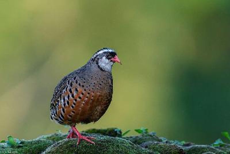 Painted Bush Quail