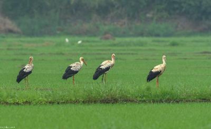 European White Stork