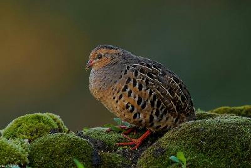 Painted Bush Quail