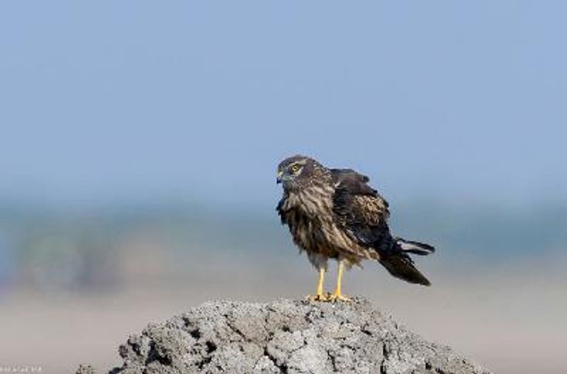 Montagu's Harrier