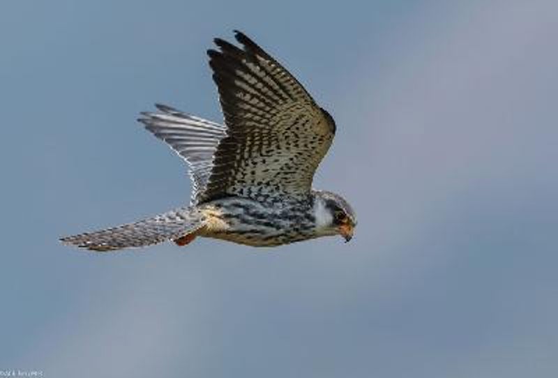 Amur Falcon