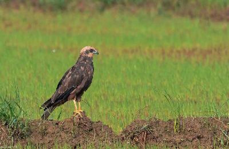 Western Marsh Harrier