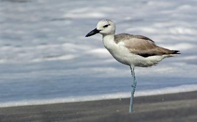 Crab plover