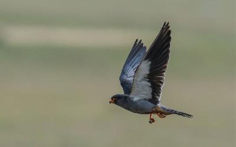 Amur Falcon