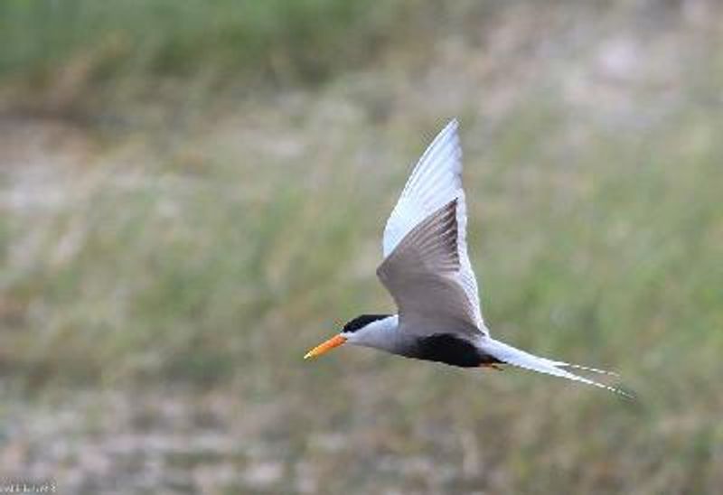 Black bellied Tern