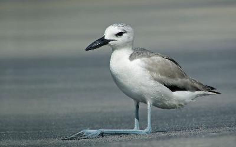 Crab plover