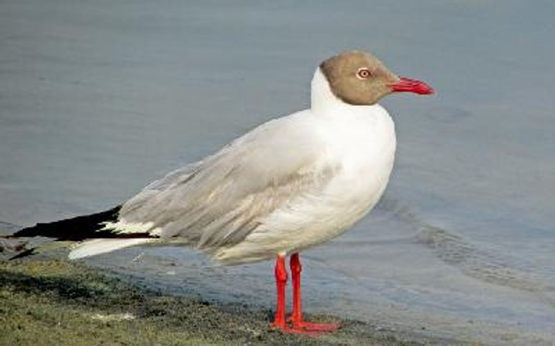 Brown headed Gull