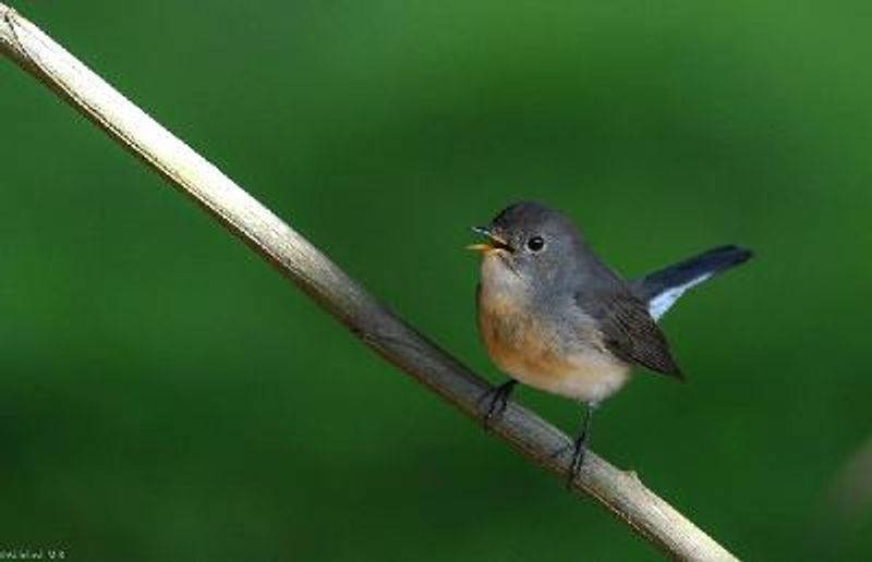 Kashmir Flycatcher