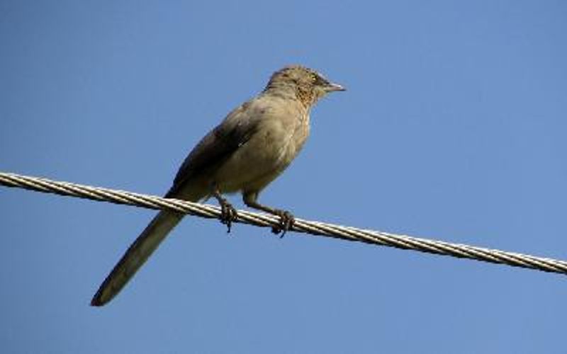 Large Grey Babbler