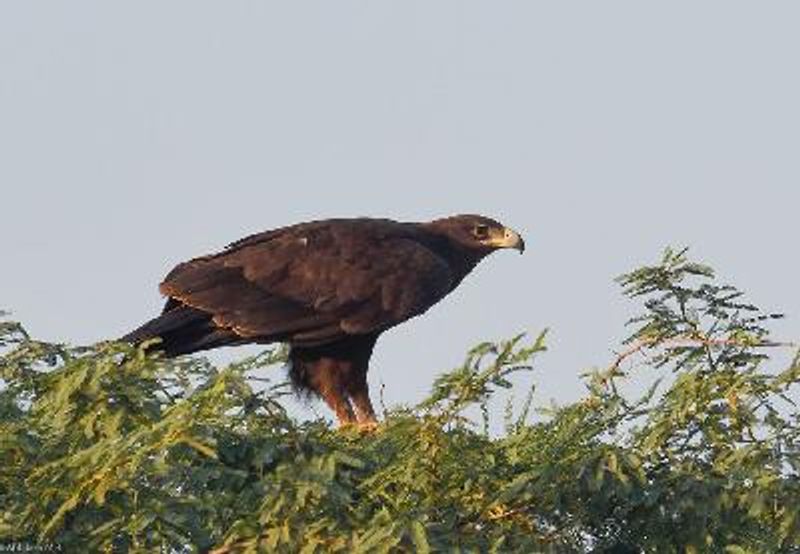 Greater Spotted Eagle