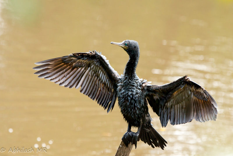 indian cormorant