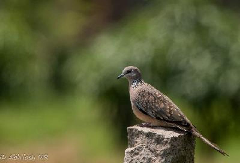 Spotted Dove