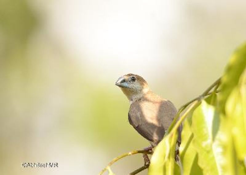 Indian Silverbill