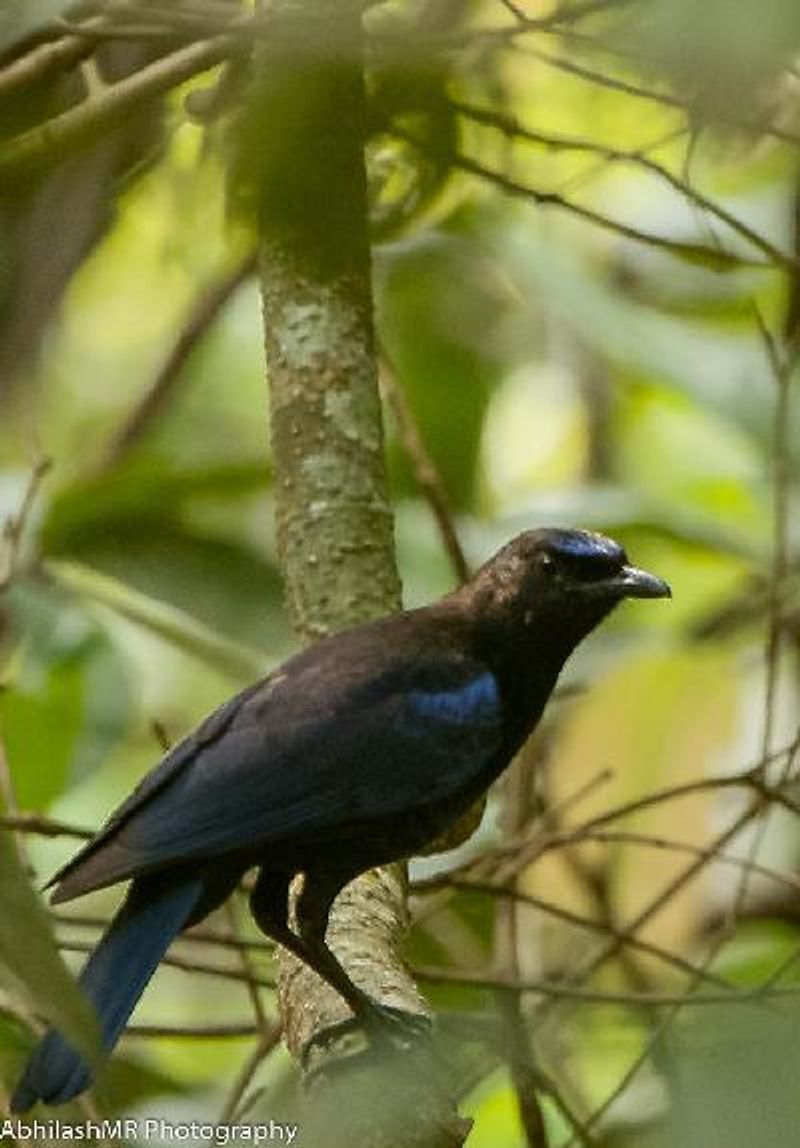 Malabar Whistling Thrush