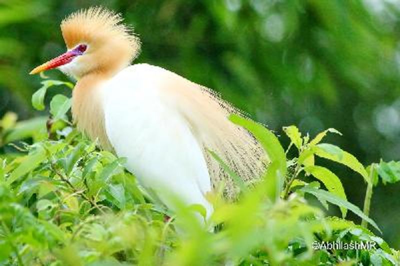 Cattle Egret