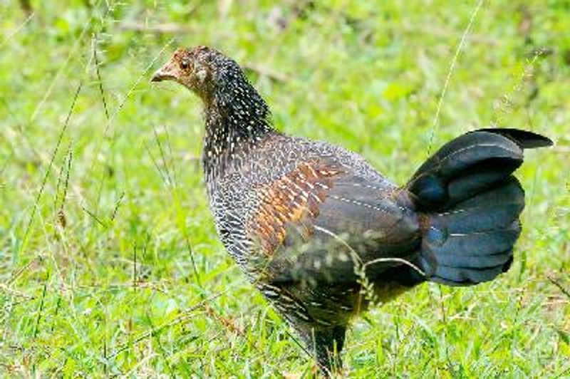 Grey Junglefowl