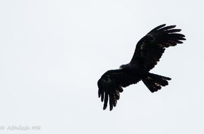 Black Eagle
