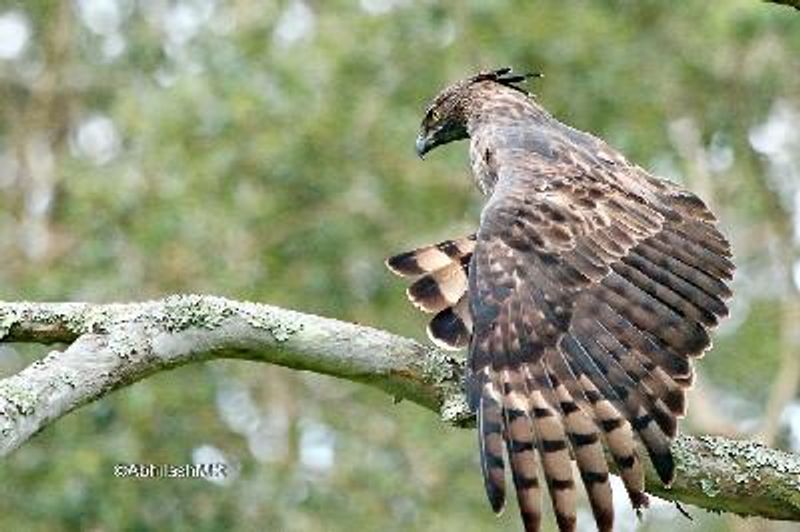 Crested Hawk Eagle