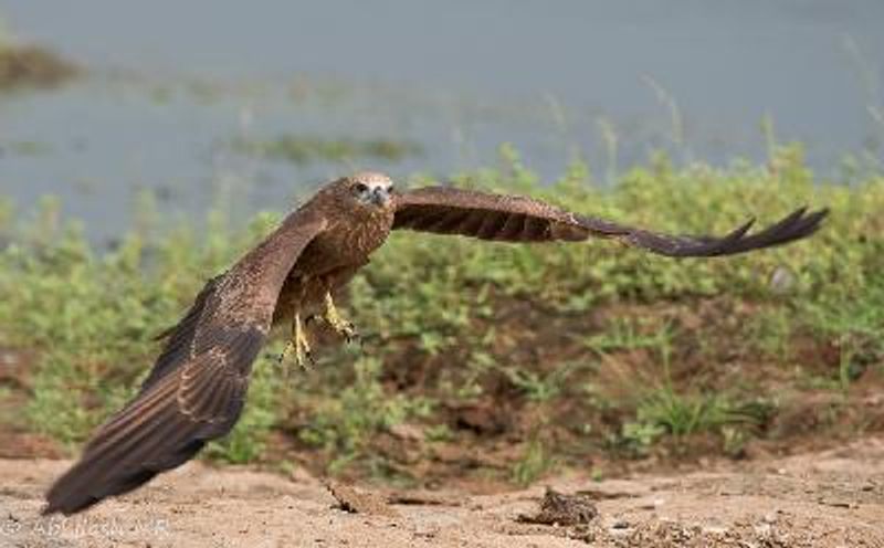 Brahminy Kite
