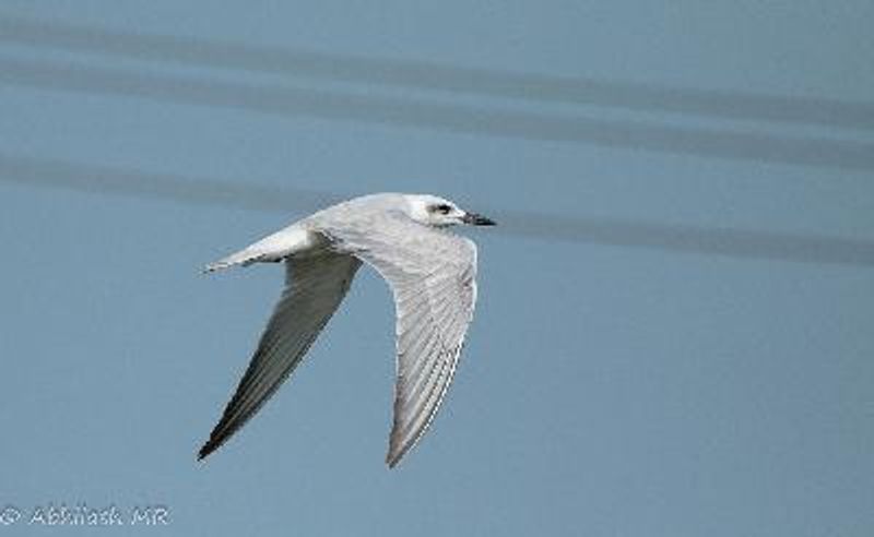 Gull billed Tern