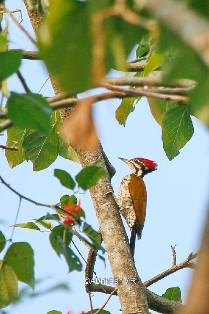 Common Flameback