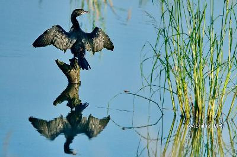 Indian Cormorant