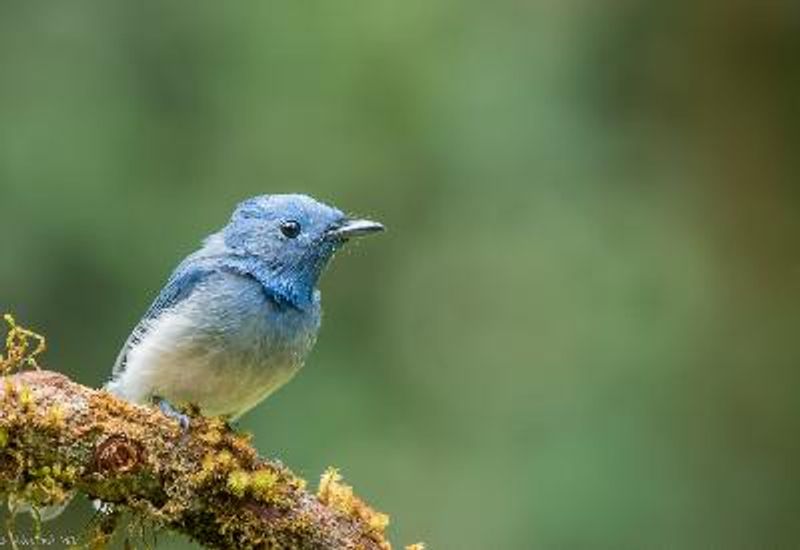 Black naped Monarch