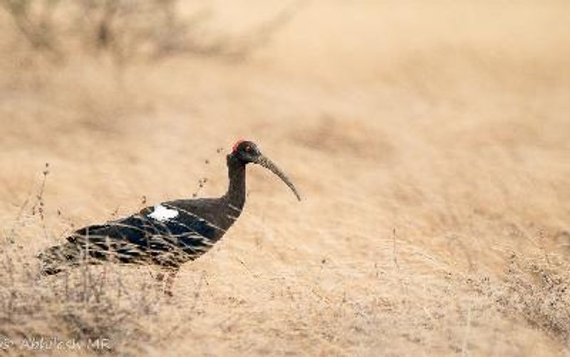 Red naped Ibis