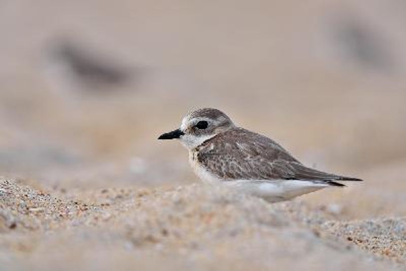 Kentish Plover