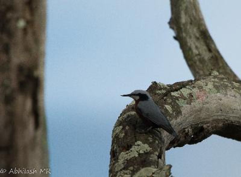 Indian Nuthatch